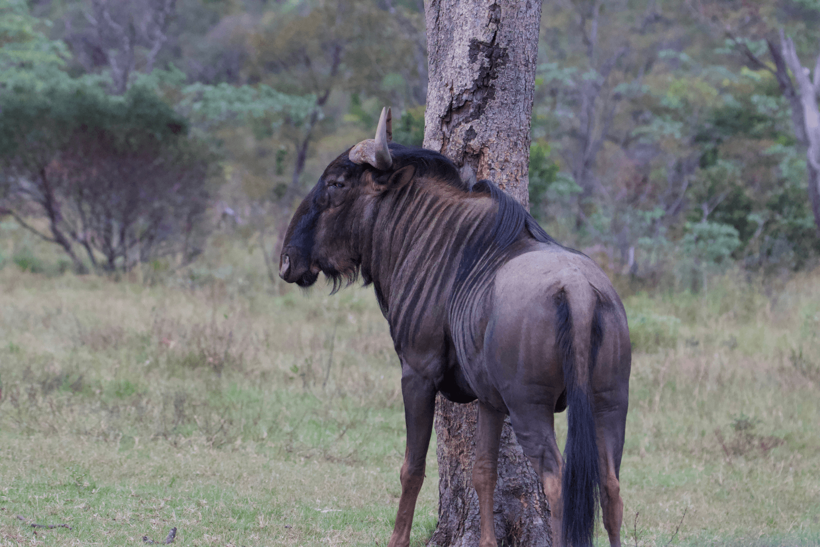 Gnou se frottant contre un arbre dans la savane sud‑africaine.