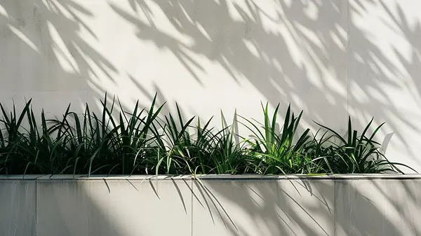 Green plants along concrete wall, clean landscaping detail