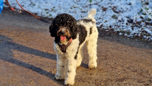 Lovis im Sonnenlicht