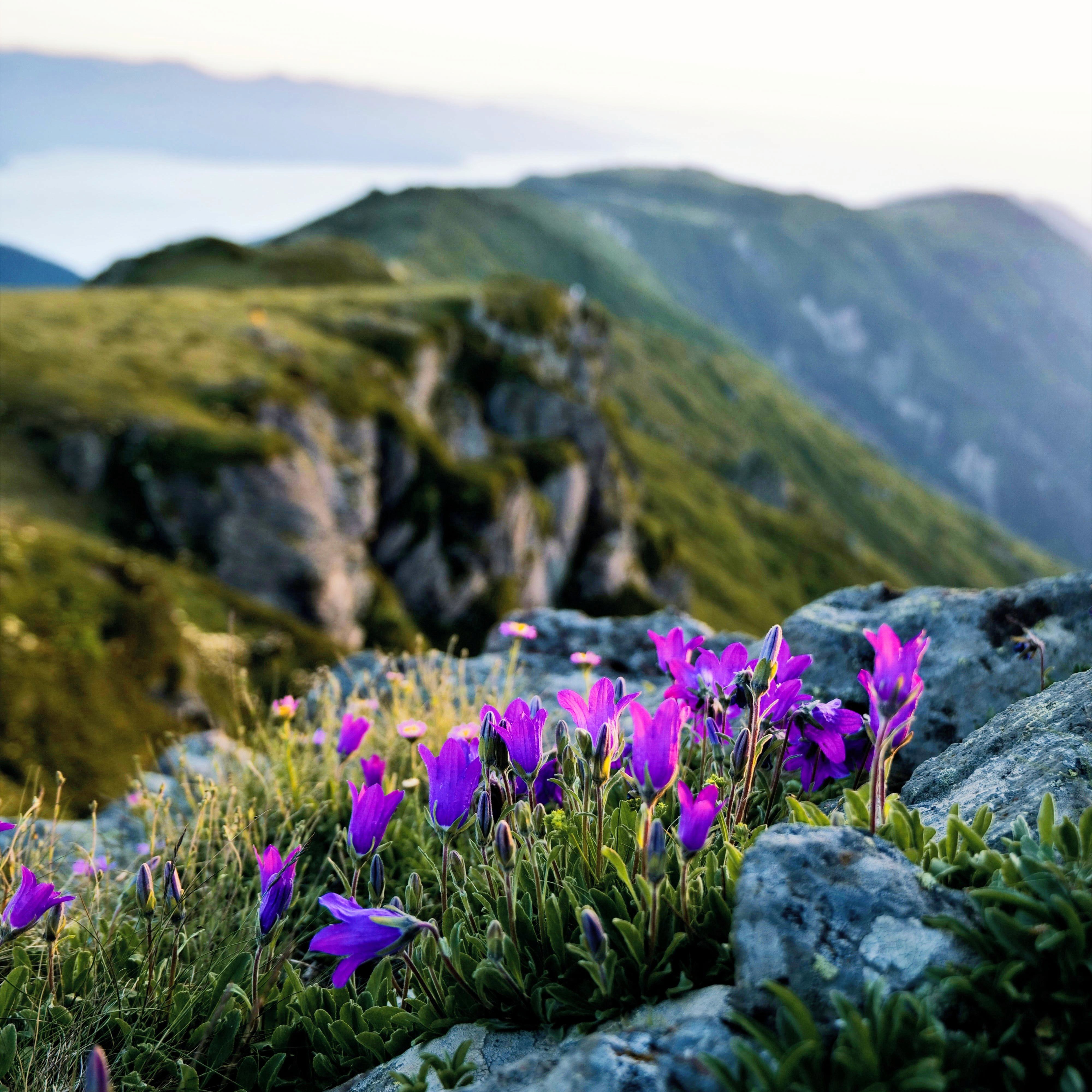Purple mountain flowers in the Swiss Alps