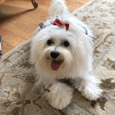 A picture of Sparkles the LOLS Maltese Emotional Support Dog