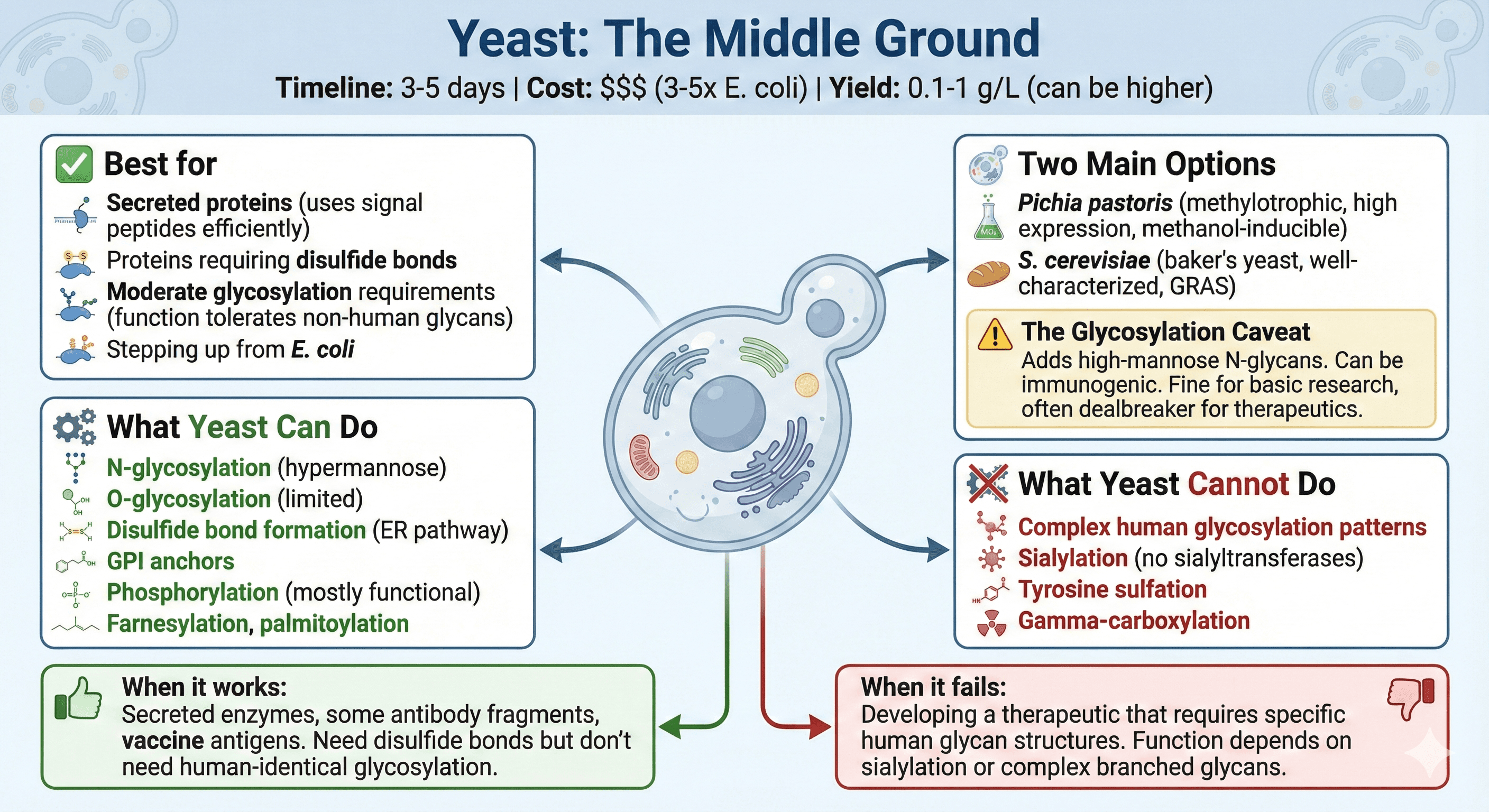 Yeast Expression System Diagram