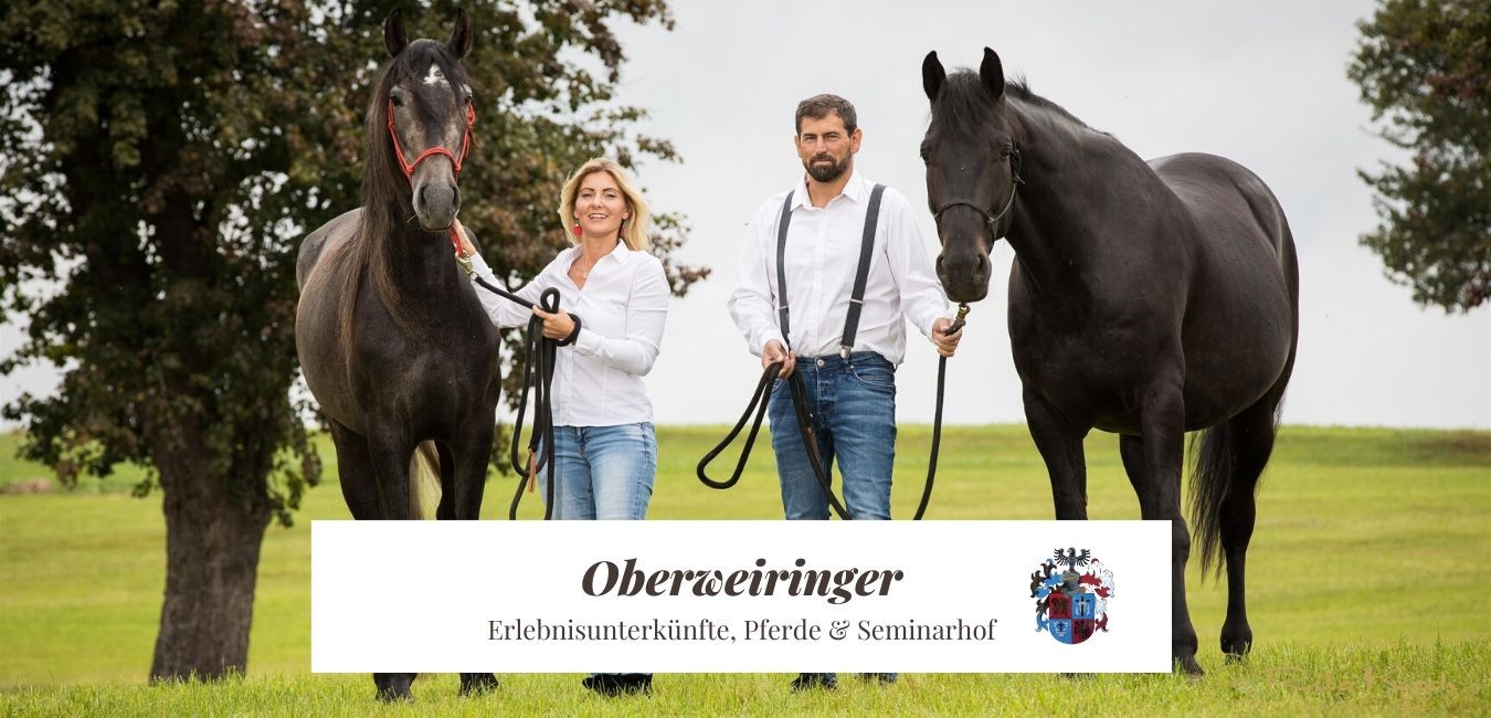Close-up of lush, dark green leaves, some glossy and wet, against a muted background.