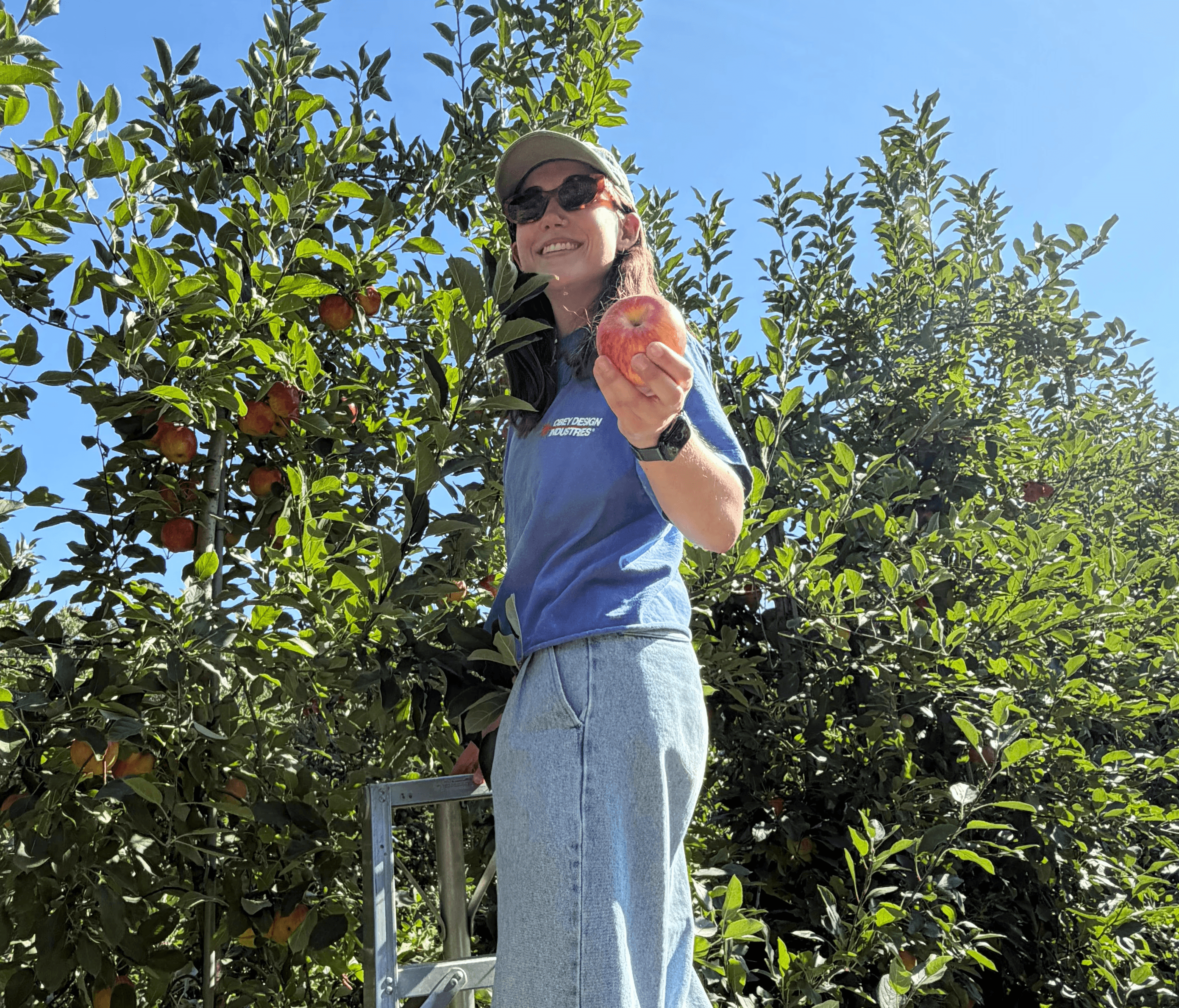 Paige standing on a ladder, picking an apple from a tree