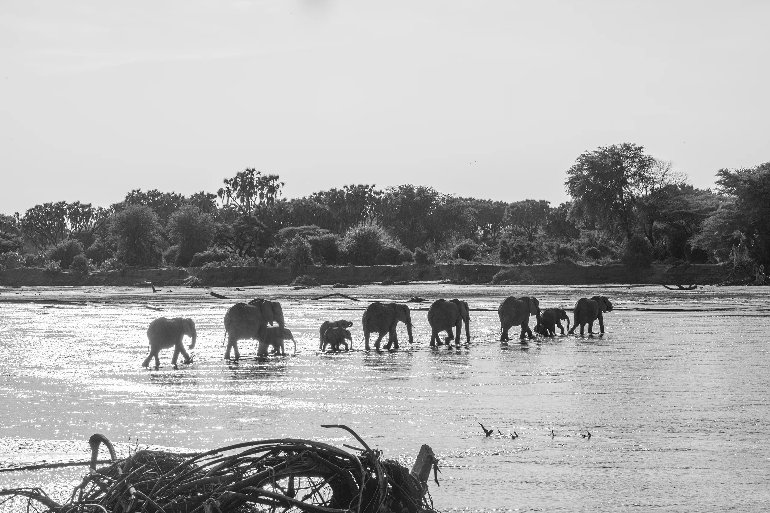 A dramatic black and white image of a large herd of elephants gathering at a waterhole or river.