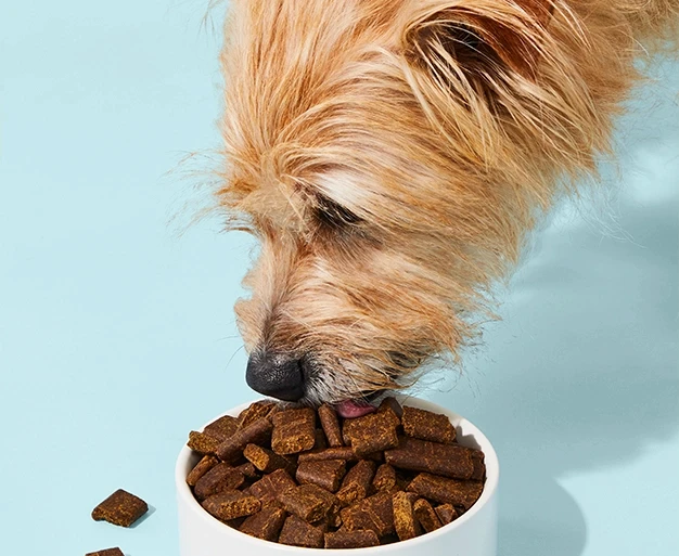 FILL THEIR BOWL