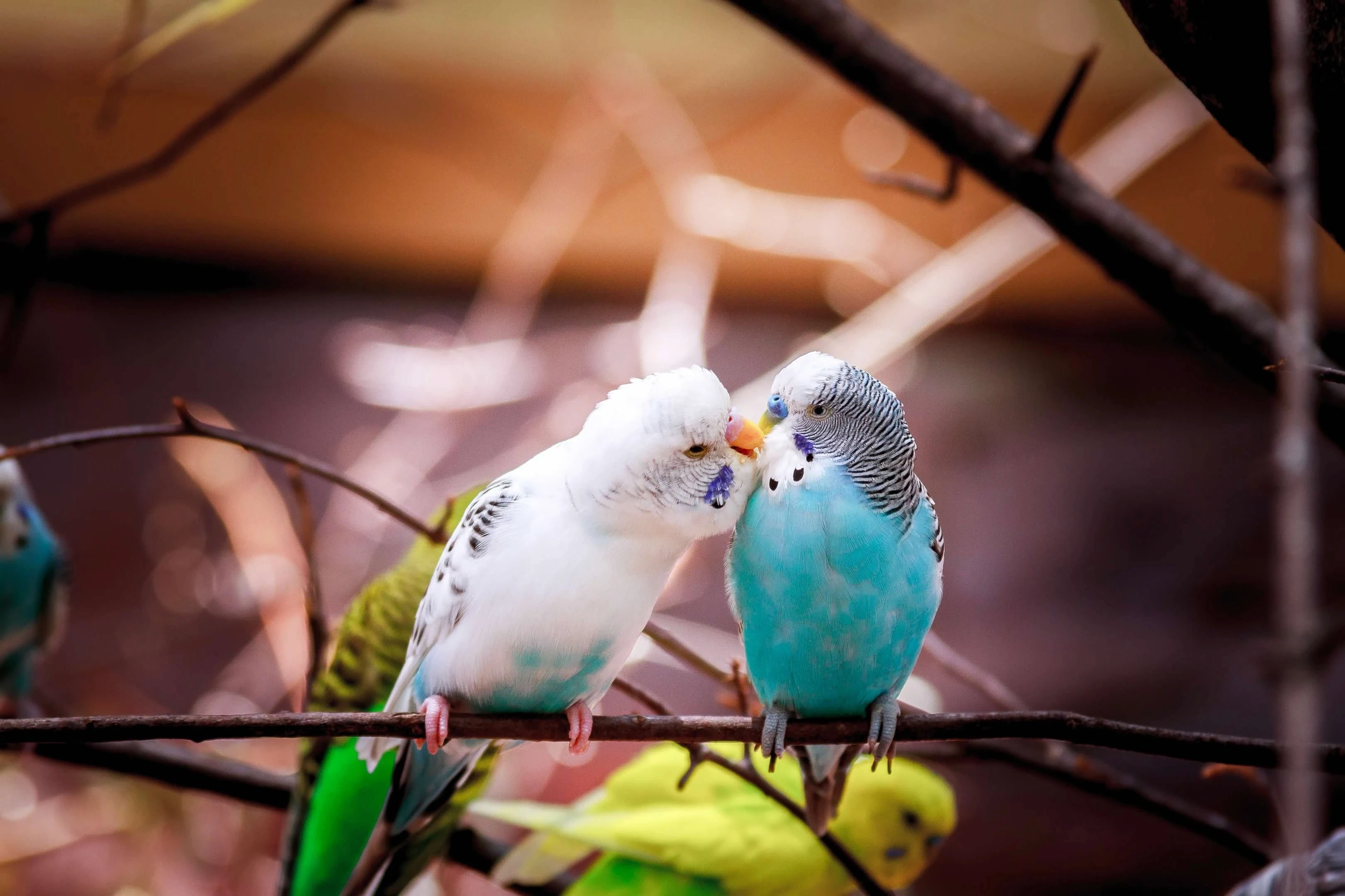 two parrots