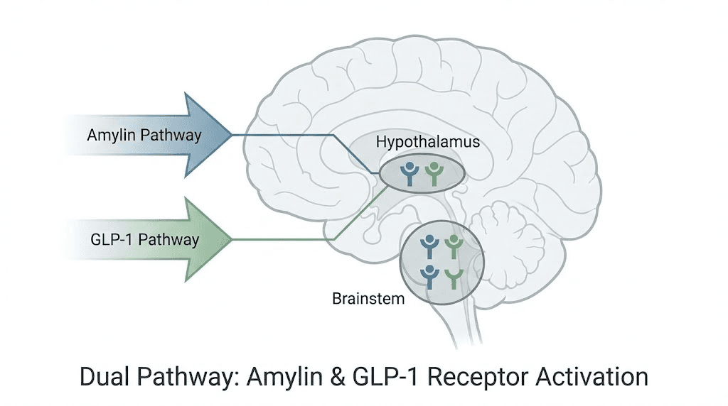 CagriSema dual pathway mechanism showing amylin and GLP-1 receptor activation in the brain