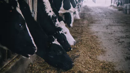 Ruminants