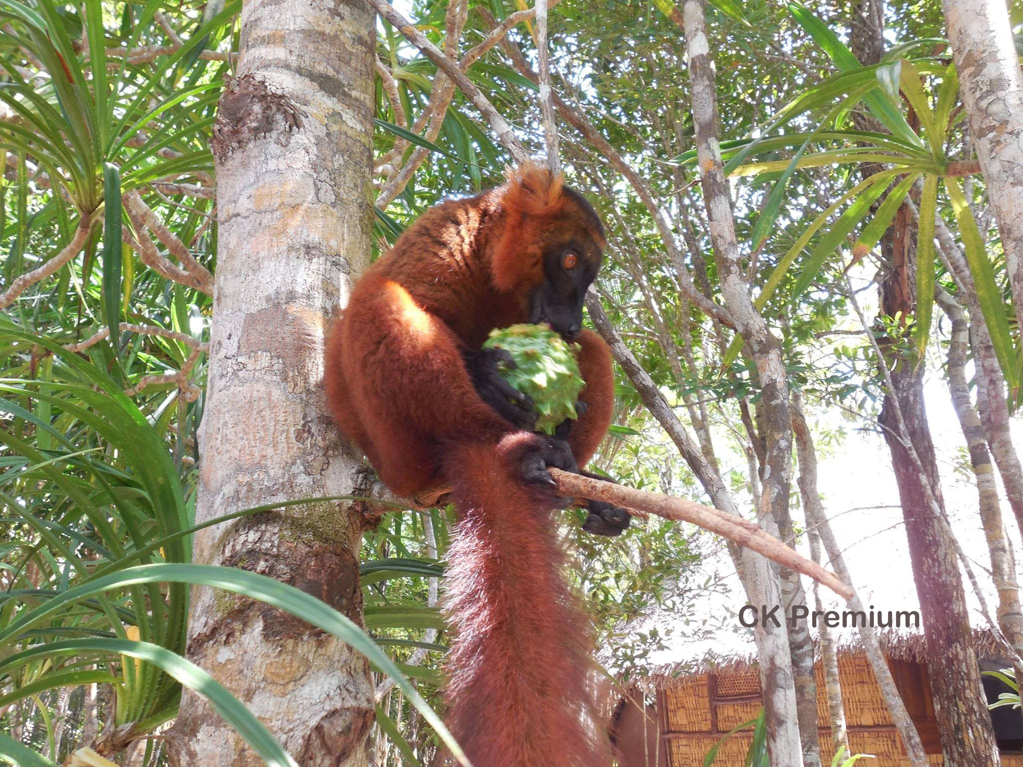 red lemur