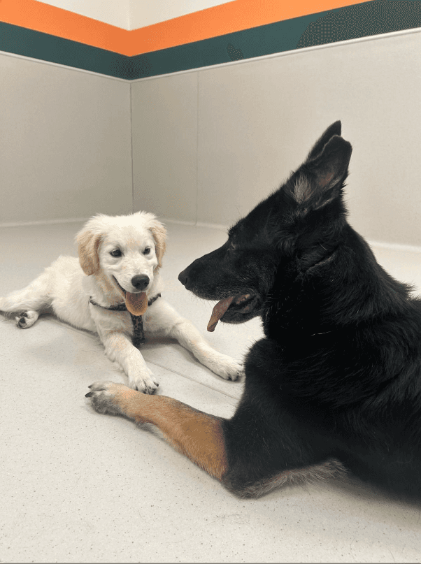 Coach explaining stuff to an athlete