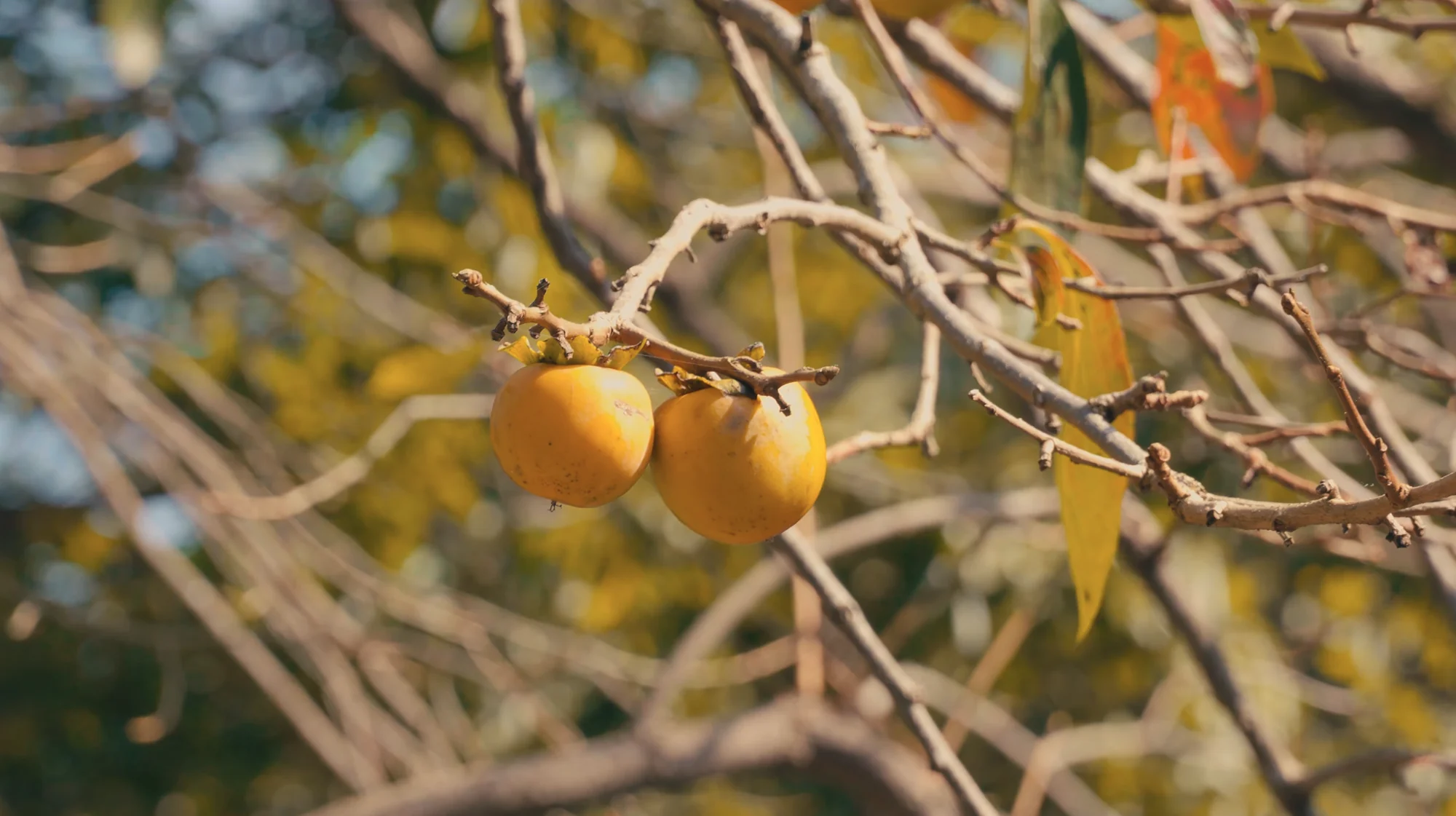 Two ripe orange persimmons hanging on a bare branch against yellow foliage