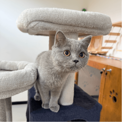 Cat Care dubai pawstreet