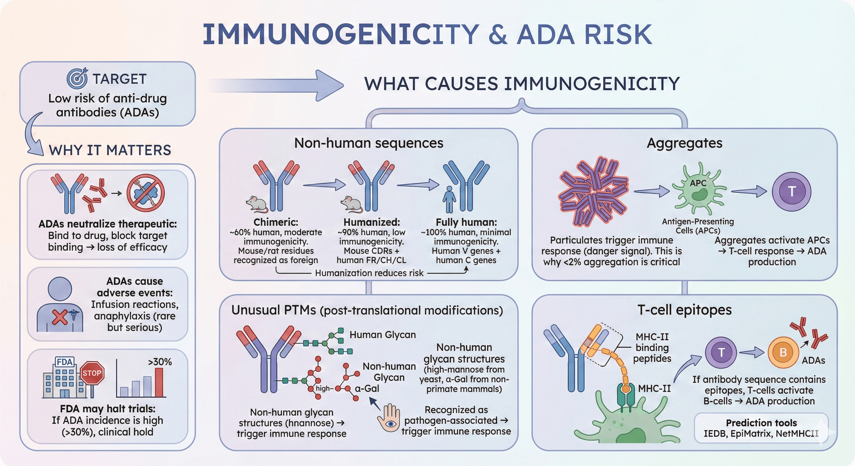 Diagram Showcasing Immunogenicity and ADA Risk for Antibodies