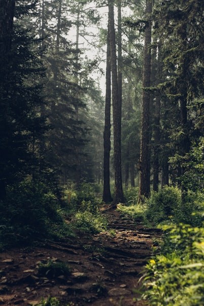 Sunlit forest path