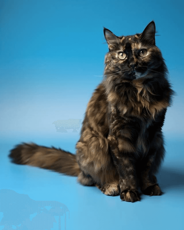 Cat Portrait Blue BG Sitting