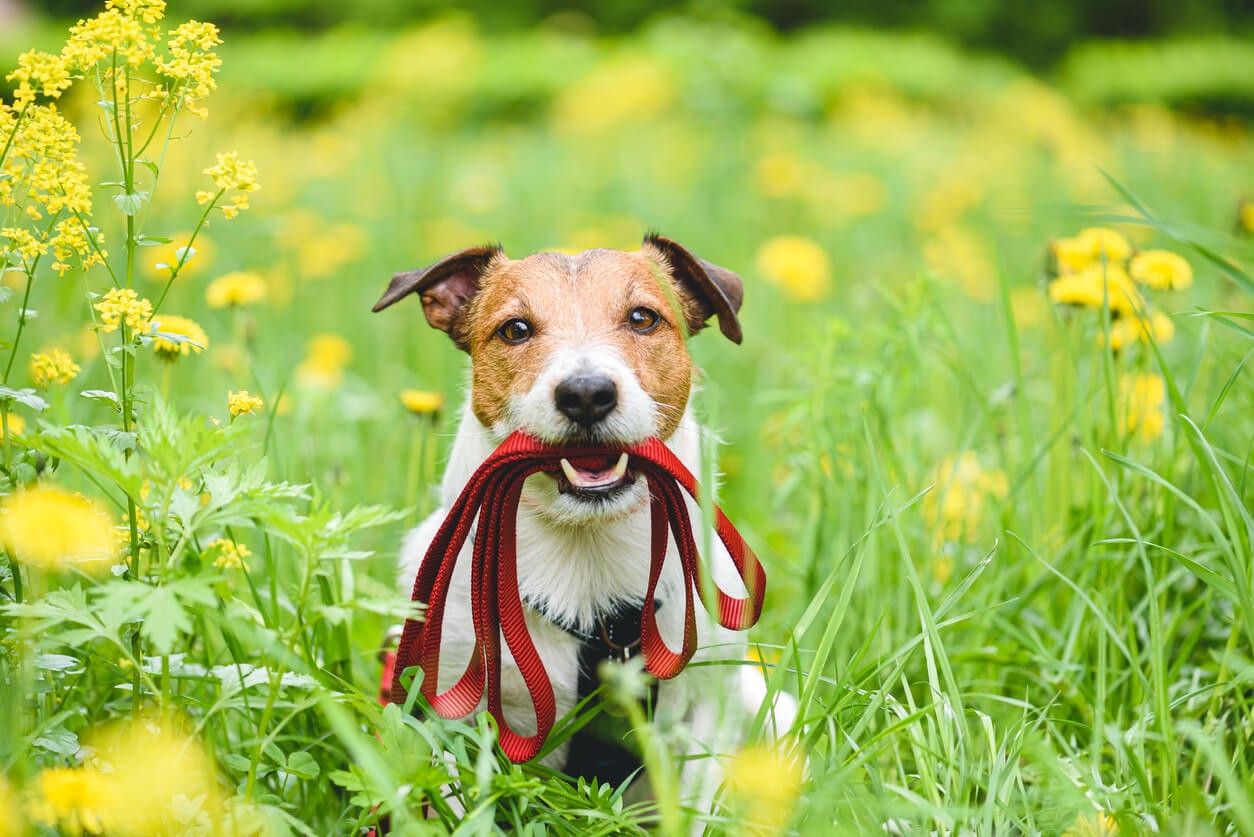 dog holding its own leash