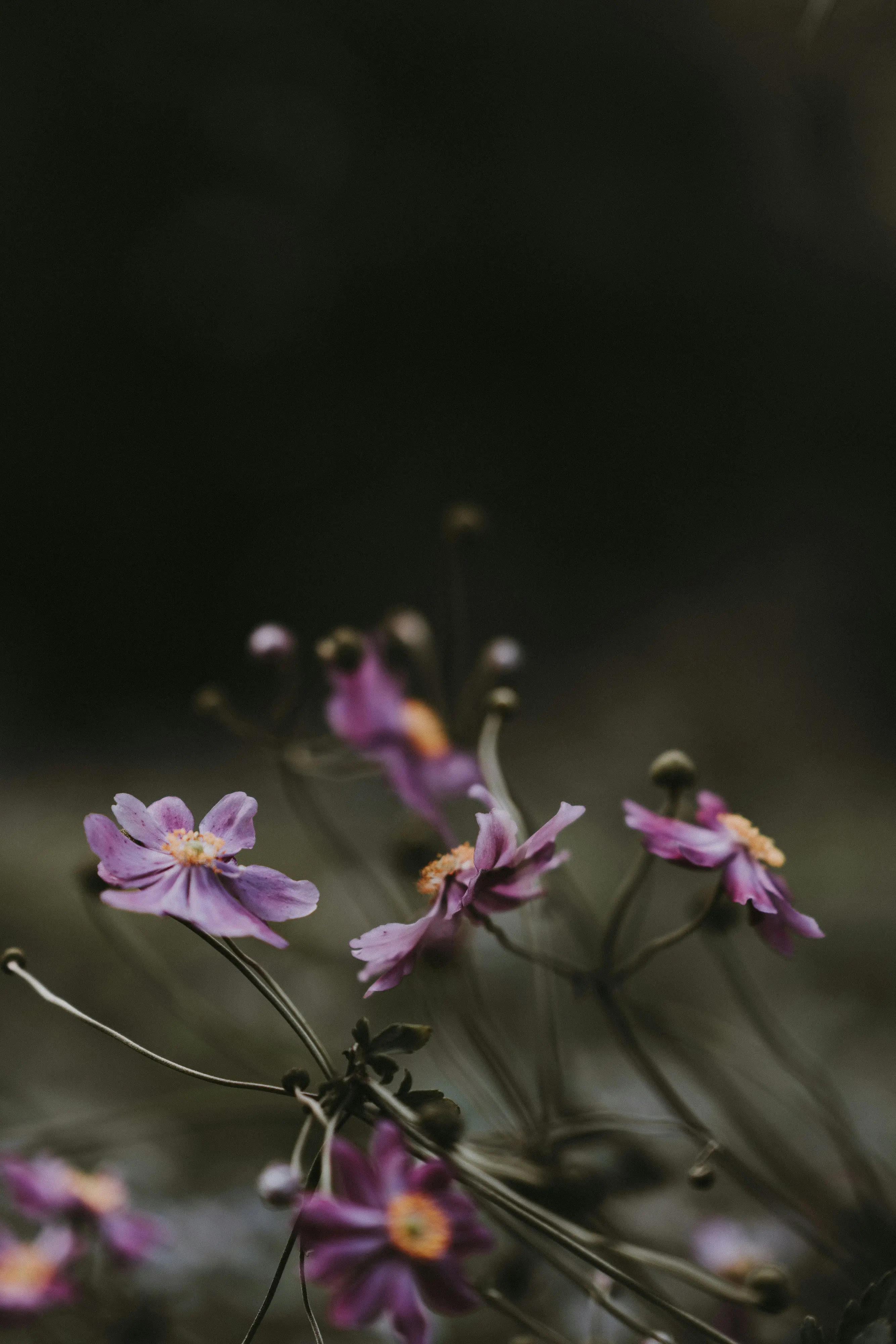Fleurs sur fond noir, symbole de beauté et de vie qui persistent dans l'obscurité