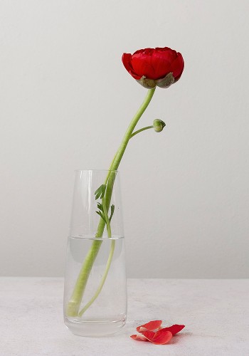 Minimalistic red flower on vase