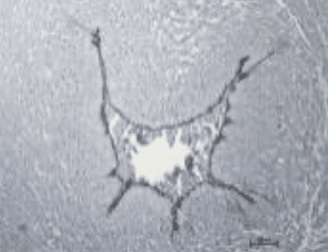 A close-up view of a cell featuring a distinct white spot on its surface, highlighting cellular structure.