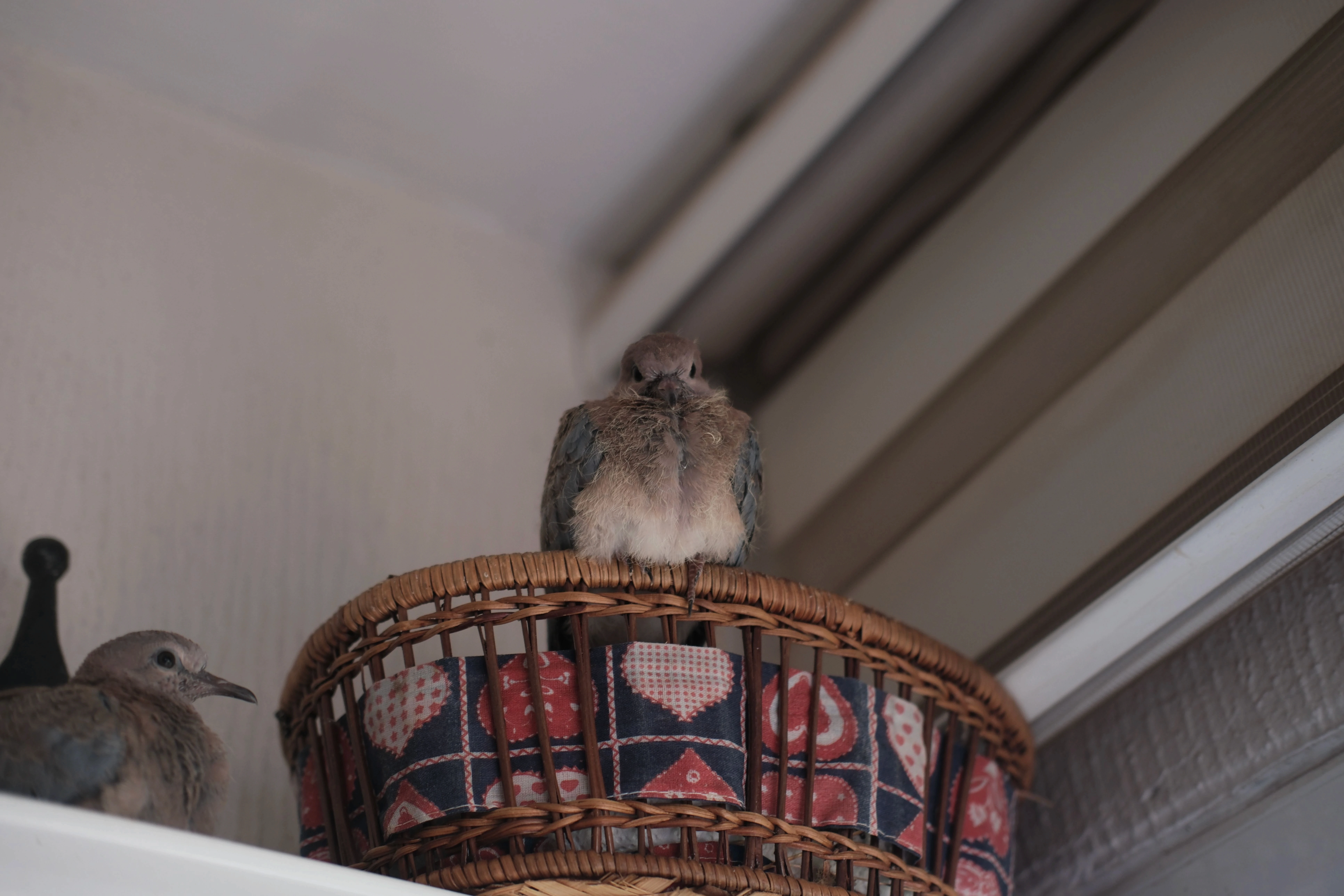 a bird on a basket at home