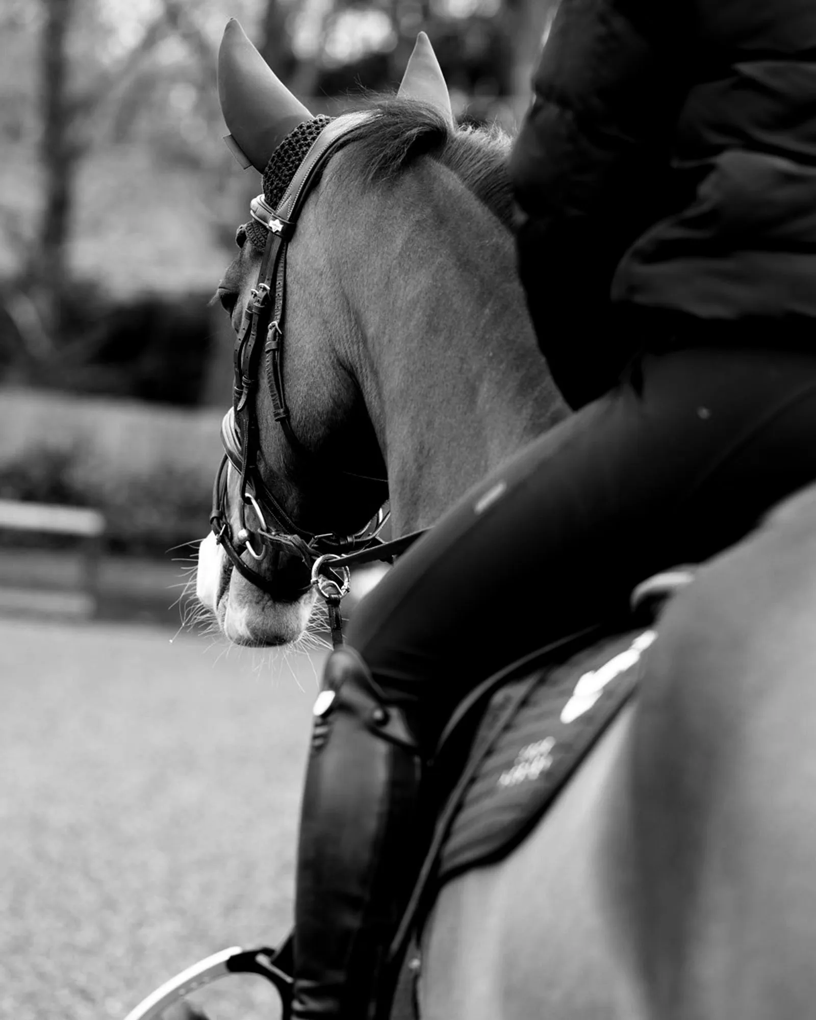 Horse rider and horse focused on back of horse head