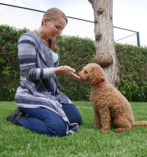 Amee de Bruijn - Stressless Dogs