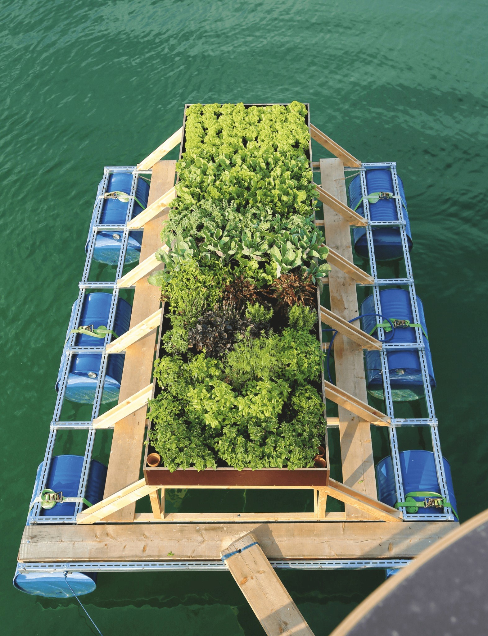 Blick von oben auf das schwimmende Gartenbeet mit Salat und Kräutern, ringsum blaue Fässer in einem Holzrahmen