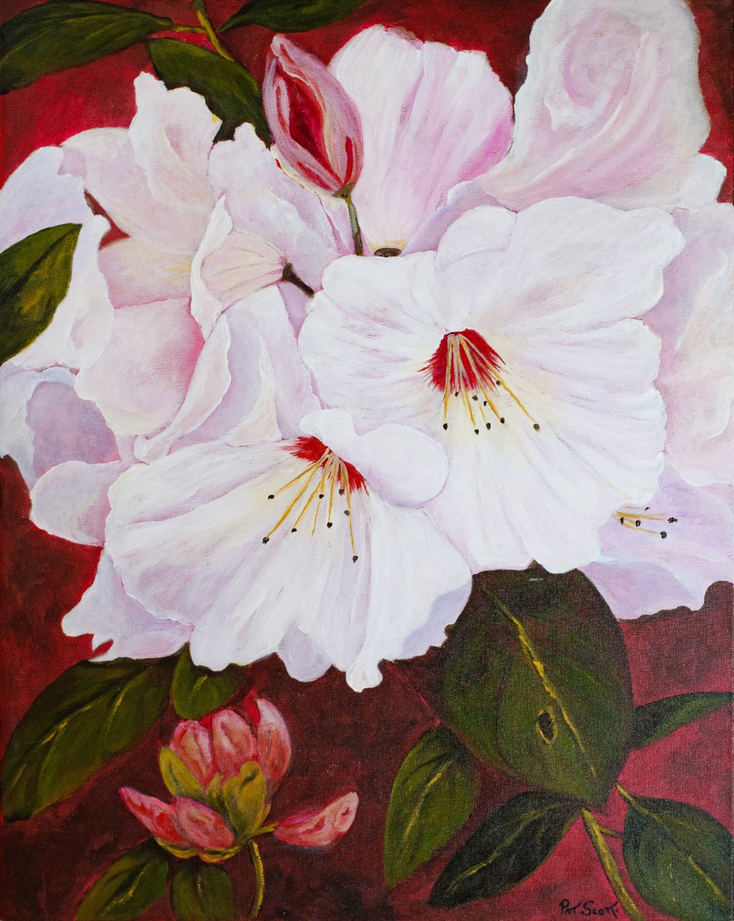 White rhododendron flowers have a striking presence against a deep red background.