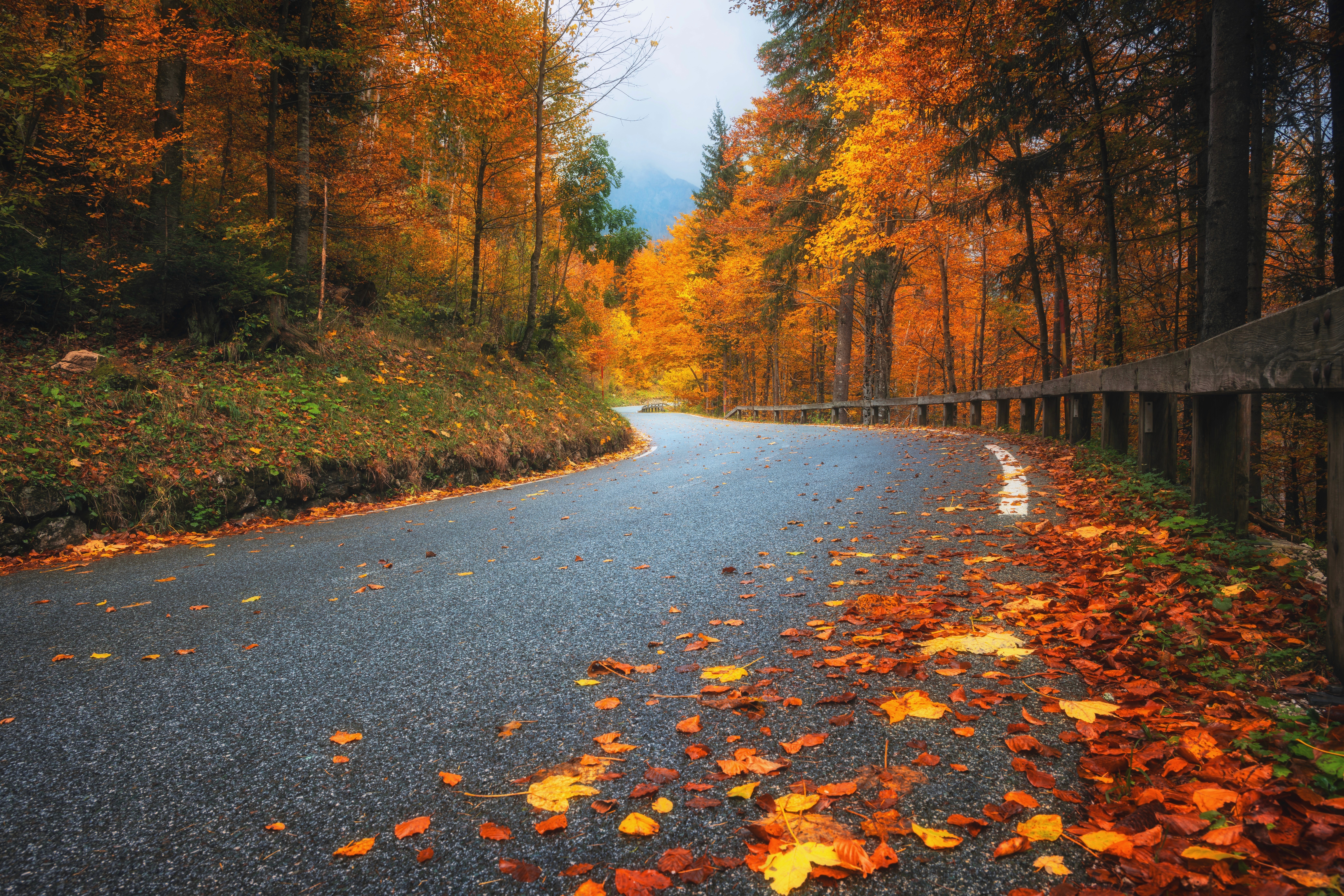 Trees with red, yellow, and orange leaves line a winding highway, with colorful fallen leaves in the foreground..