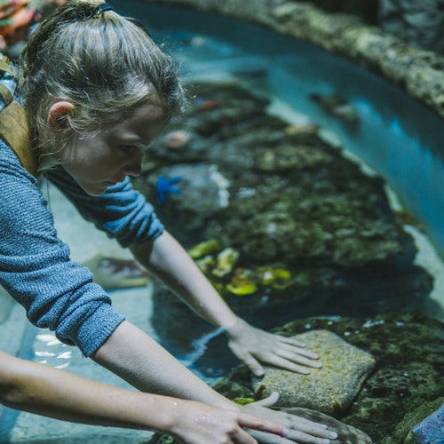 A young girl interacts with sea life in a touch tank at an aquarium, with hands placed on rocks and water.