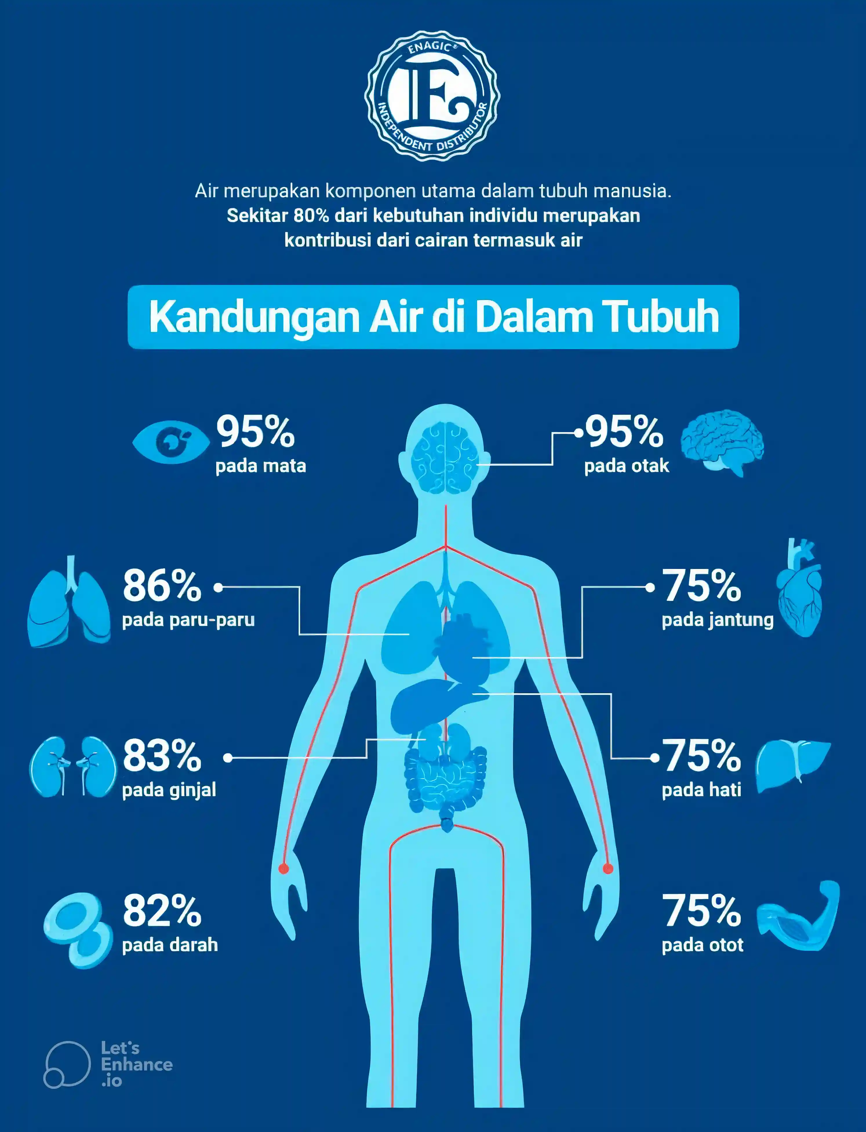 Rajah sains menunjukkan peratusan kandungan air dalam otak, darah, dan organ tubuh manusia serta kepentingan hidrasi.