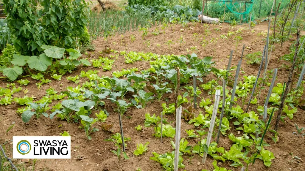 Importance of Kitchen Garden