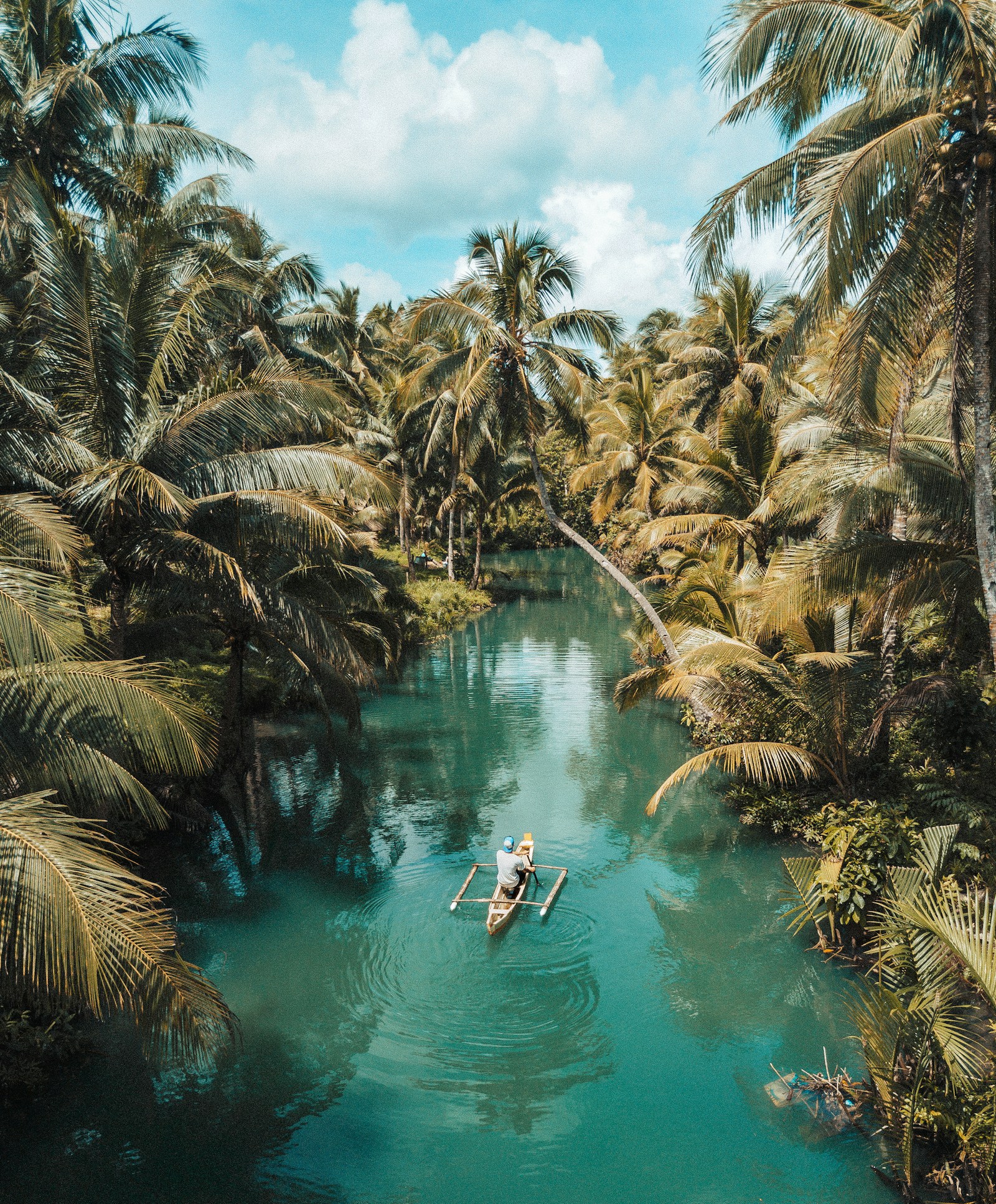 A calm river winding through a tropical jungle lined with coconut palms