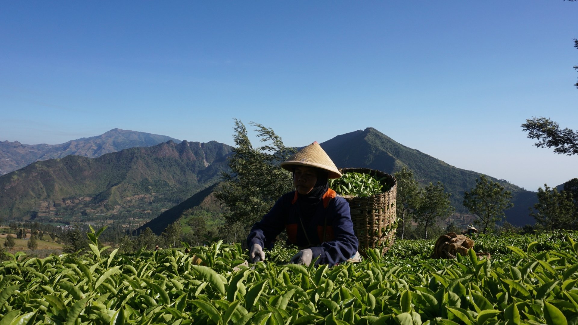 The Modern Landscape: Small Tea Growers (STGs)