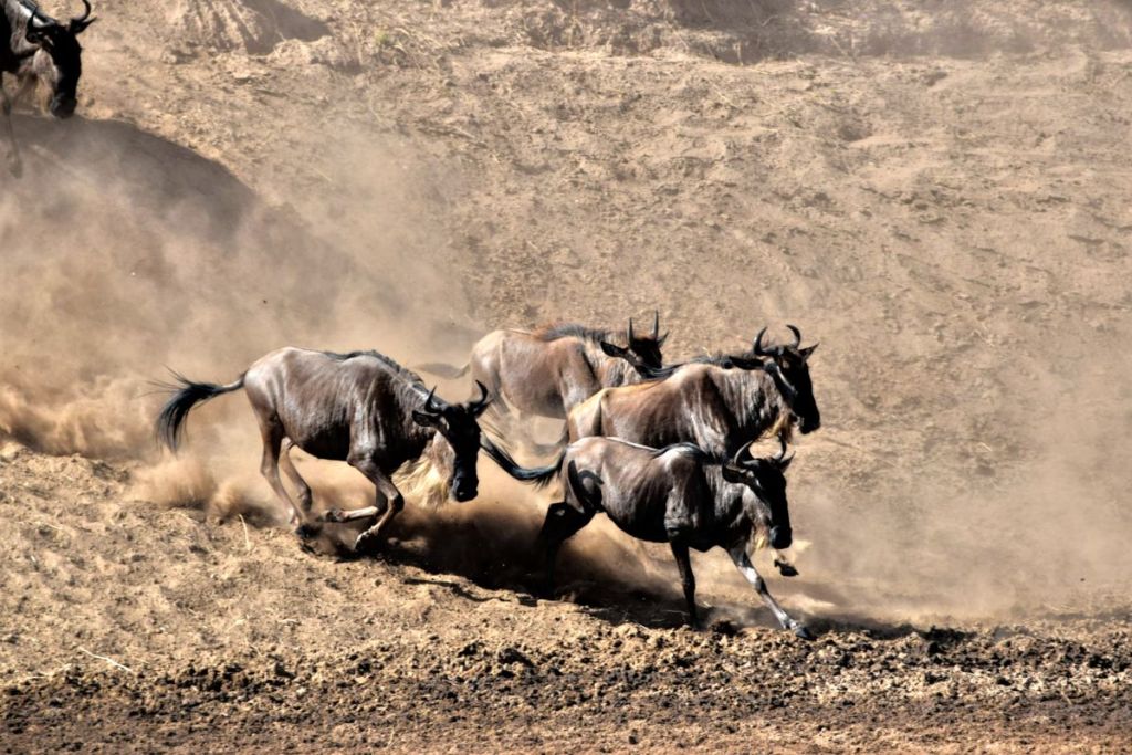 group of wildebeest in the serengeti