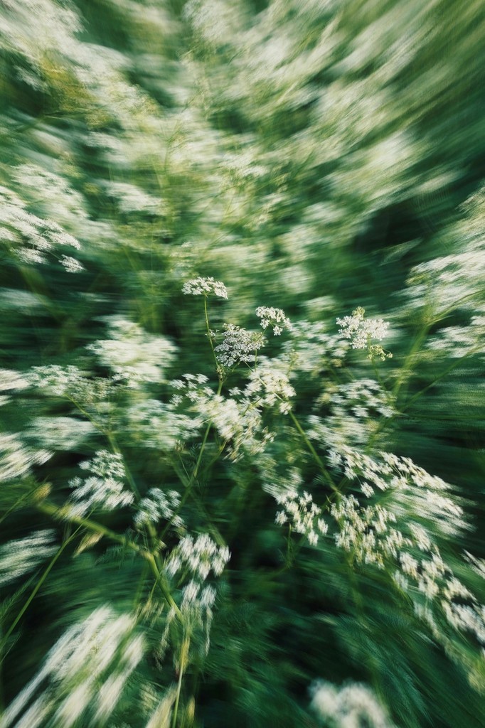 image of white flowers