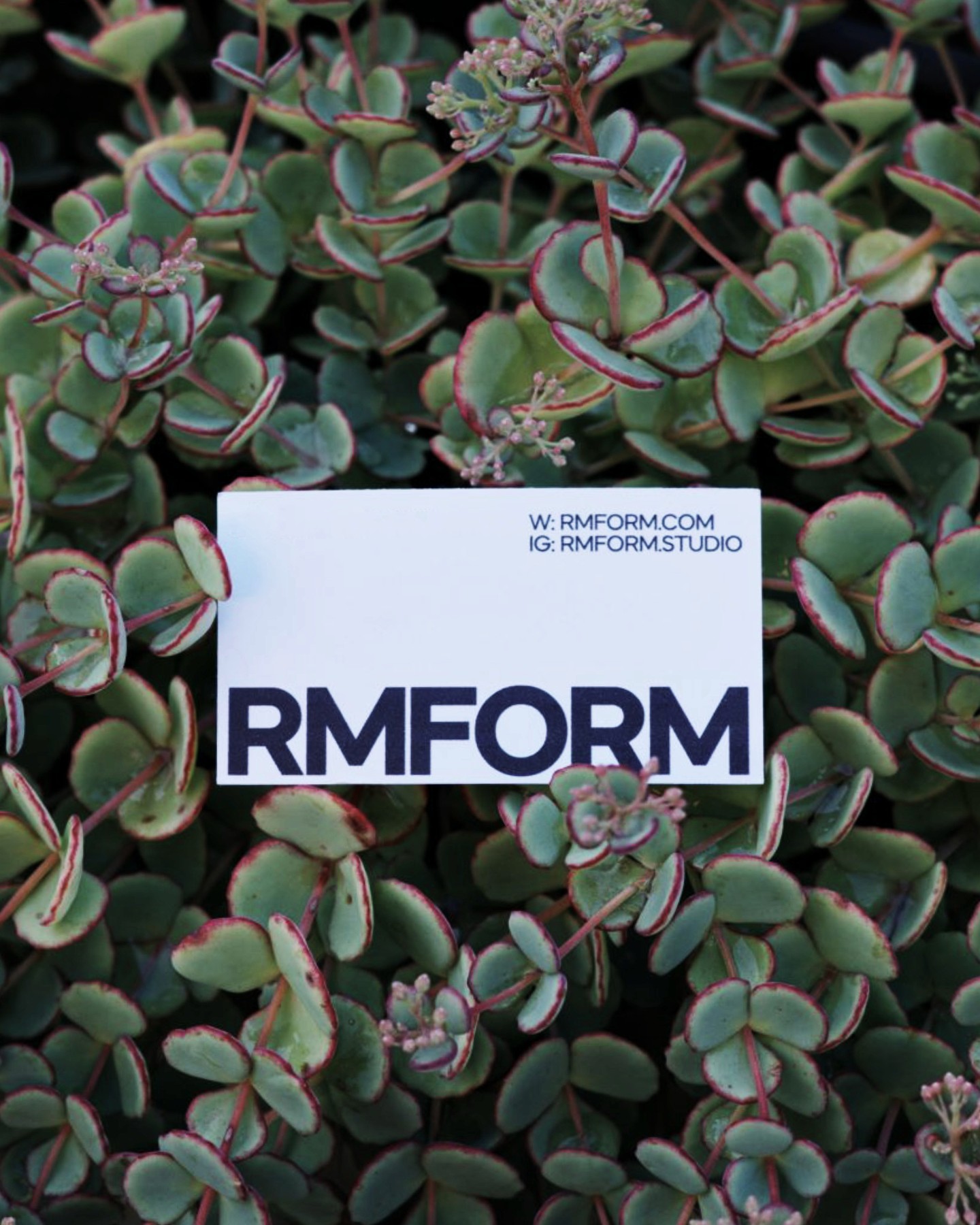 Minimalist RMFORM business card resting on green succulent leaves.