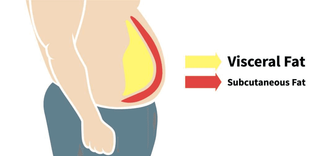 visceral fat subcutaneous fat inbody How to Tell If You're Skinny Fat (and what to do if you are)