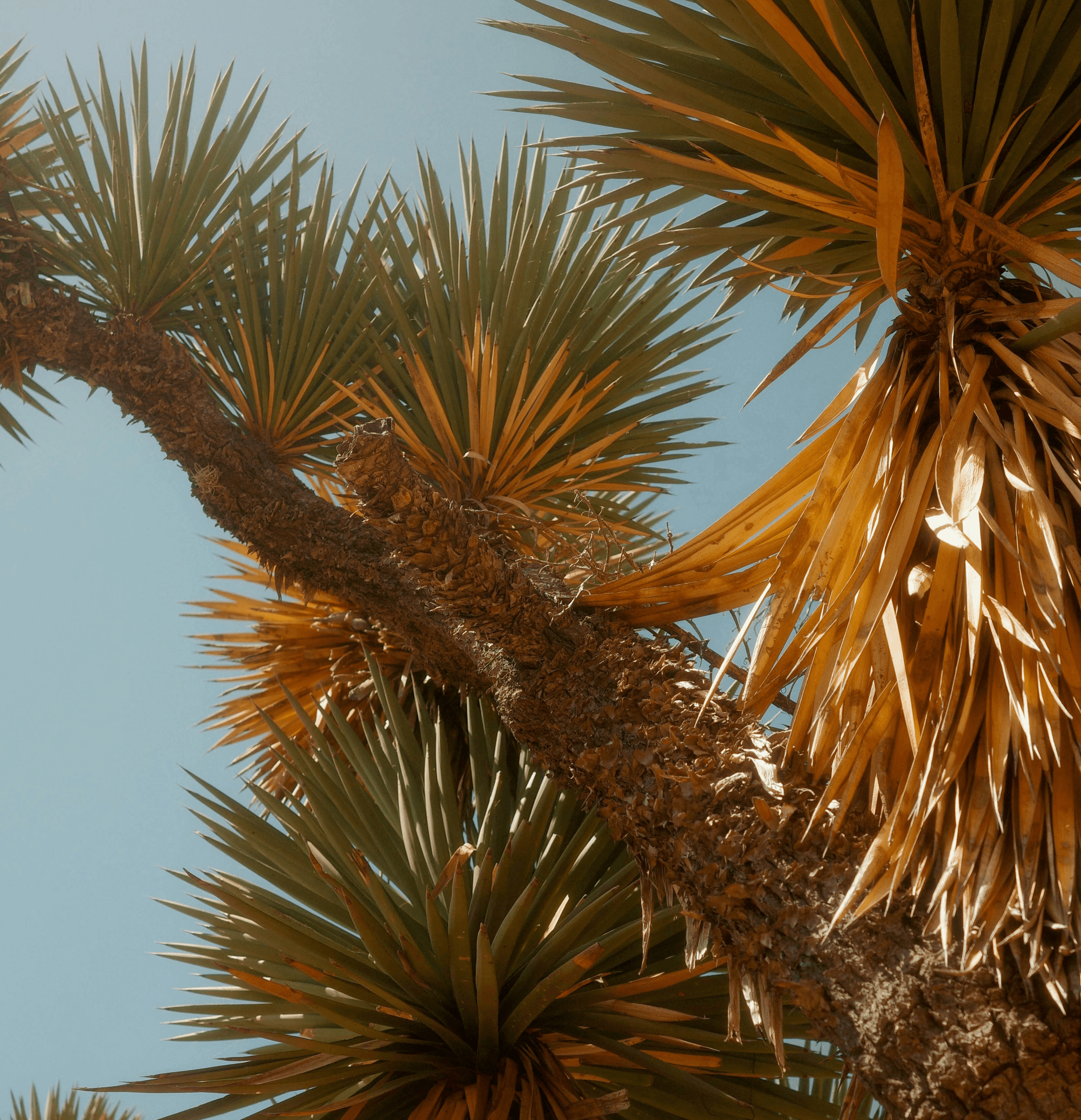 Close-up of joshua tree branches against a clear sky.