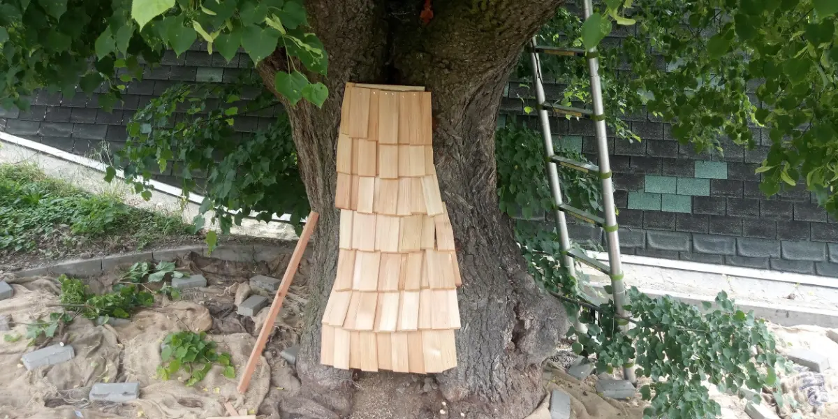 EntTreeCare – v koruně