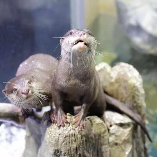 麥克斯水族館品川