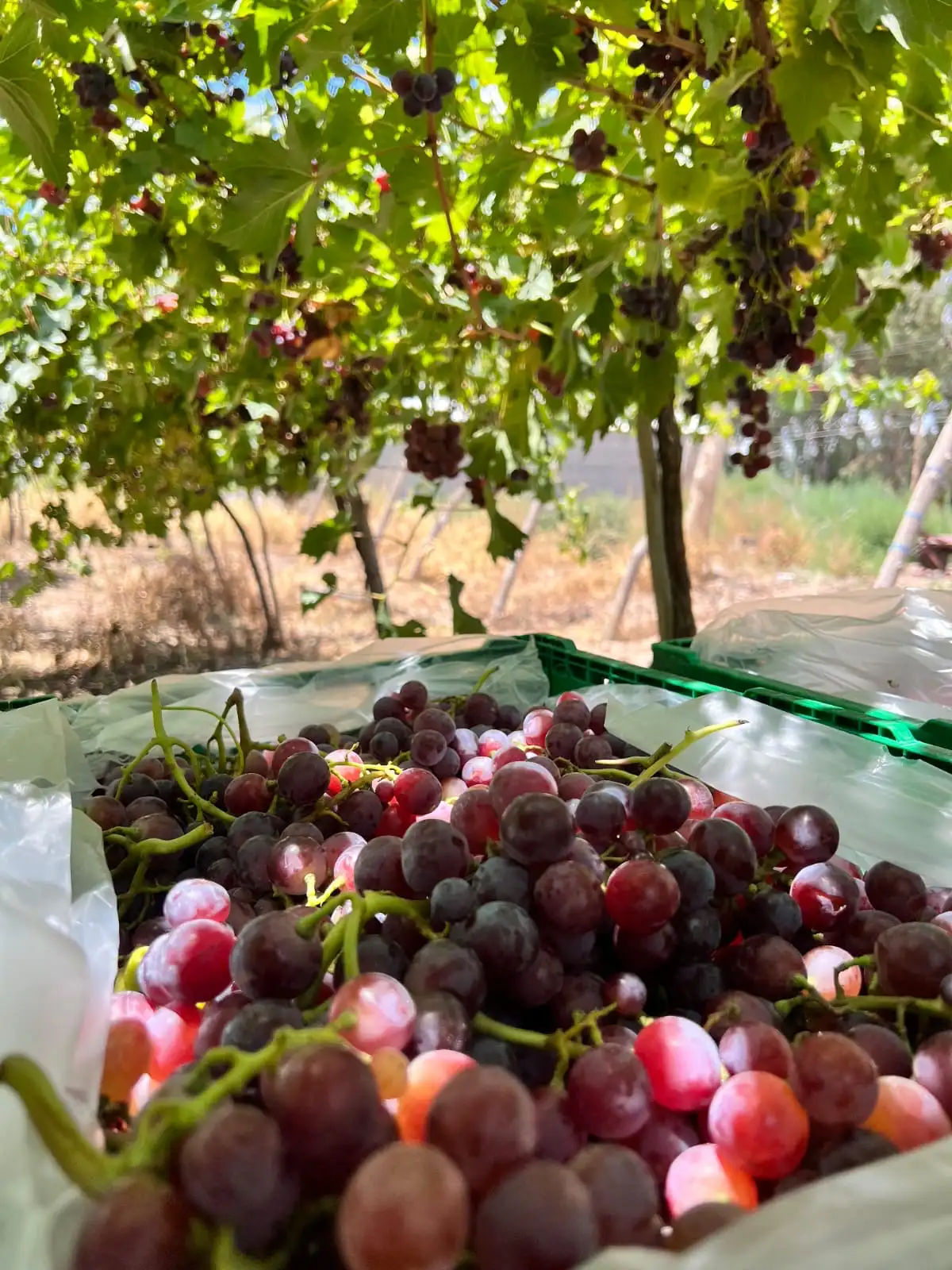 Racimos de uvas en la vid iluminados por la luz solar filtrada a través de las hojas de parra.