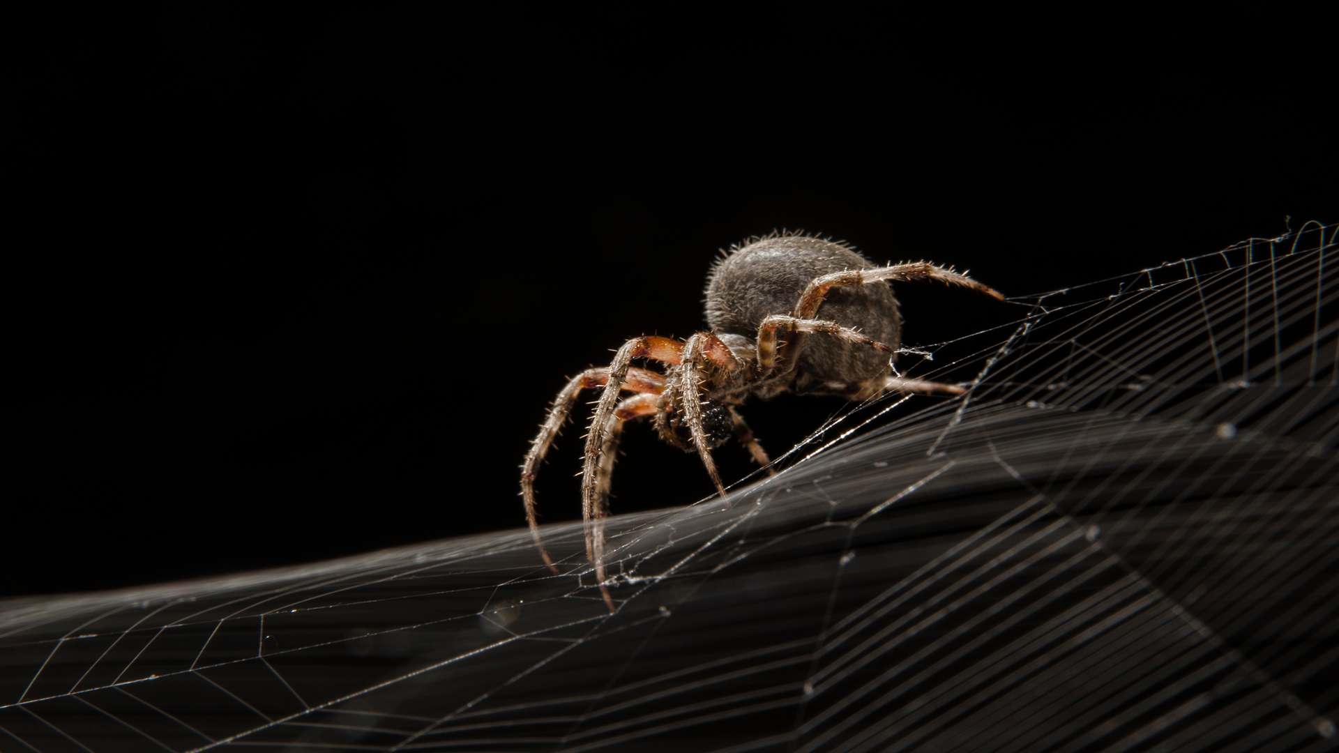 Macro photograph of a brown spider on its web against a black background