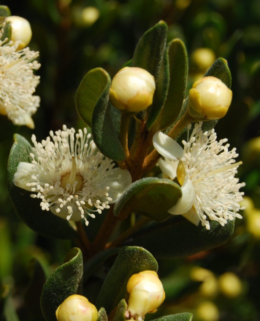 Petrilla  Myrceugenia correaefolia