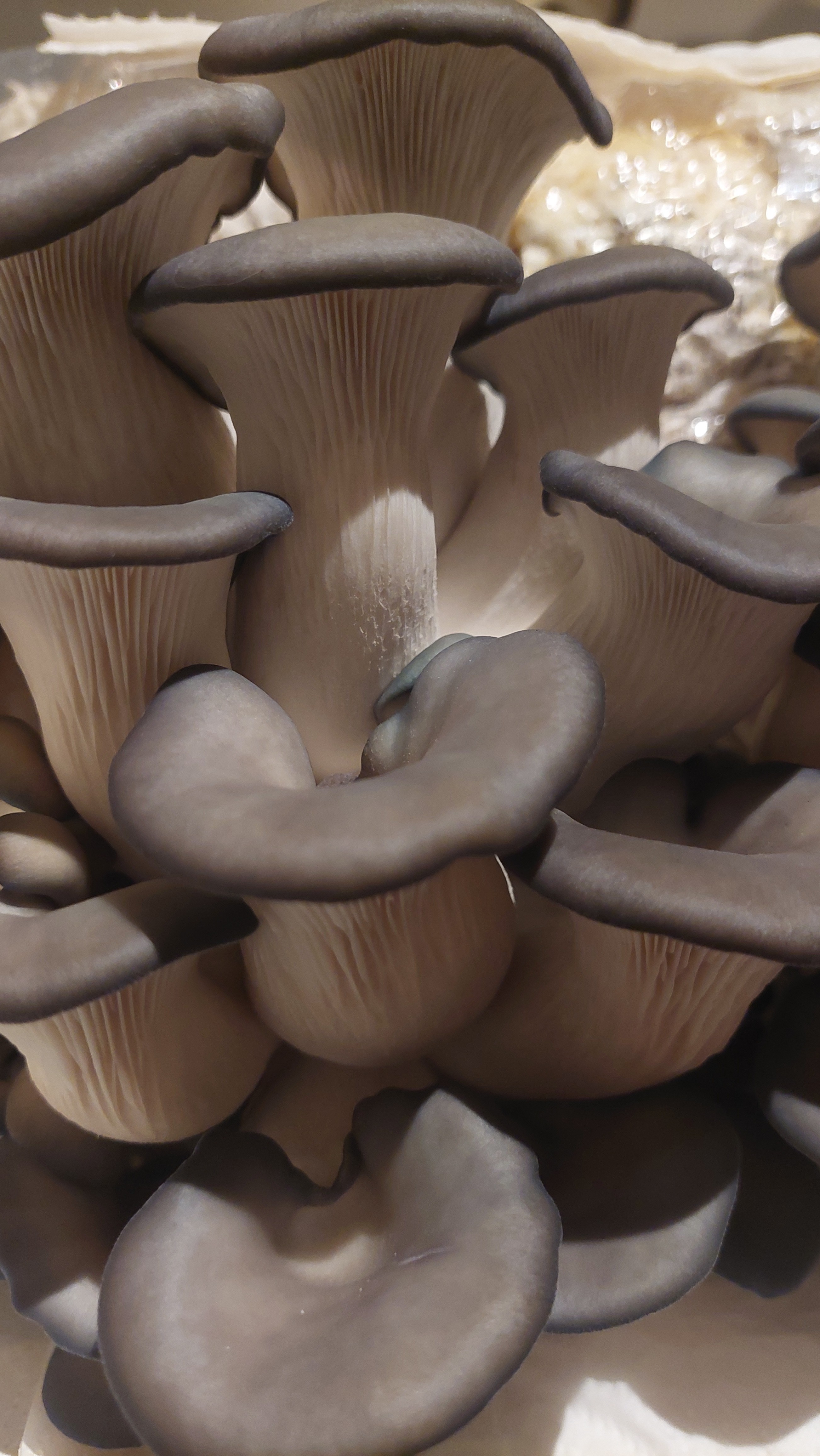 Oyster mushrooms