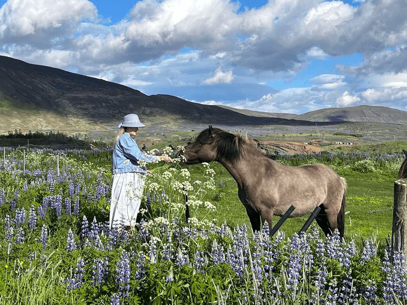 A person in a wide-brimmed hat feeding or petting a brown Icelandic horse in a green valley filled with blooming lupines.