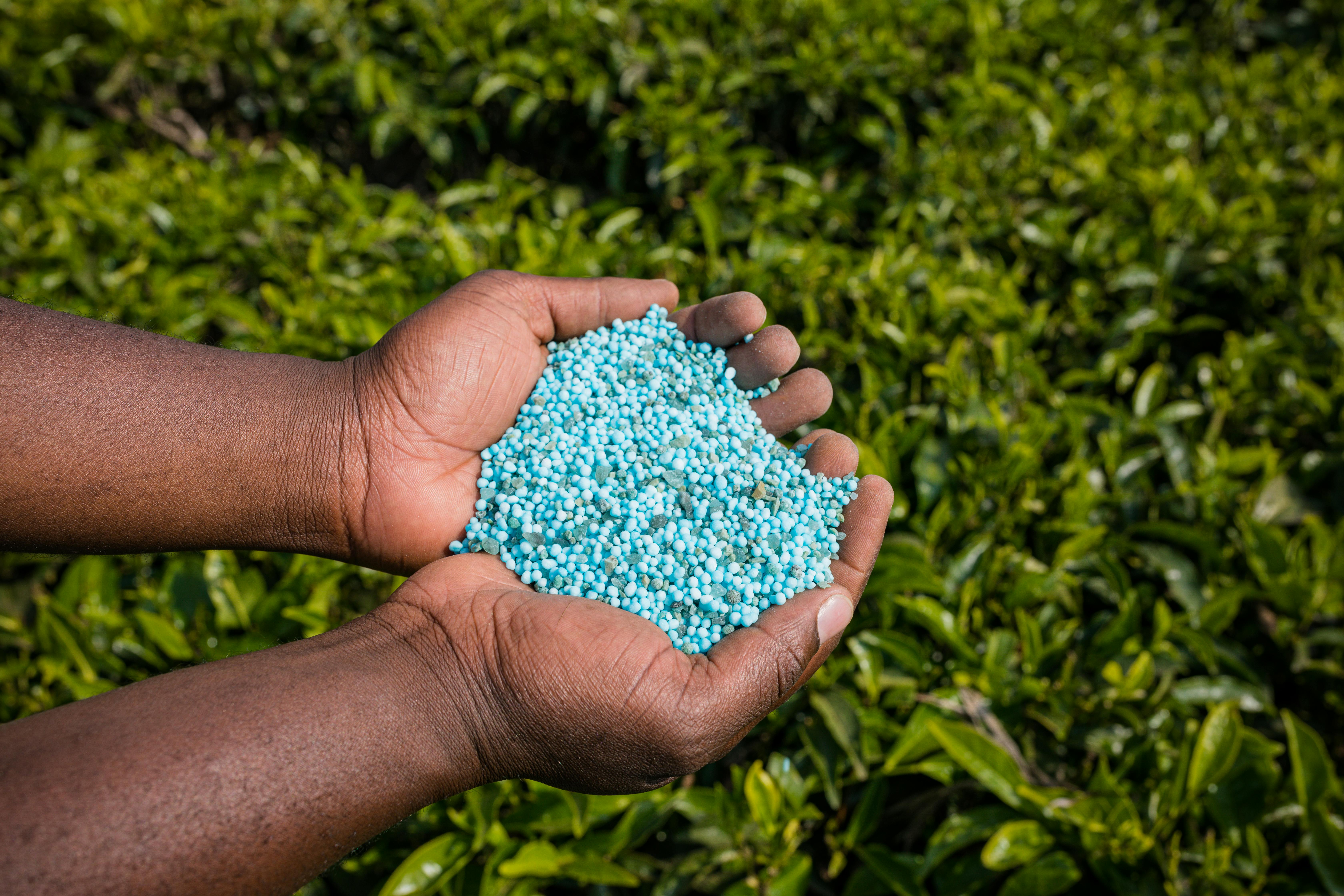 Close-up of hand spreading granular lawn fertilizer for healthy, green grass.