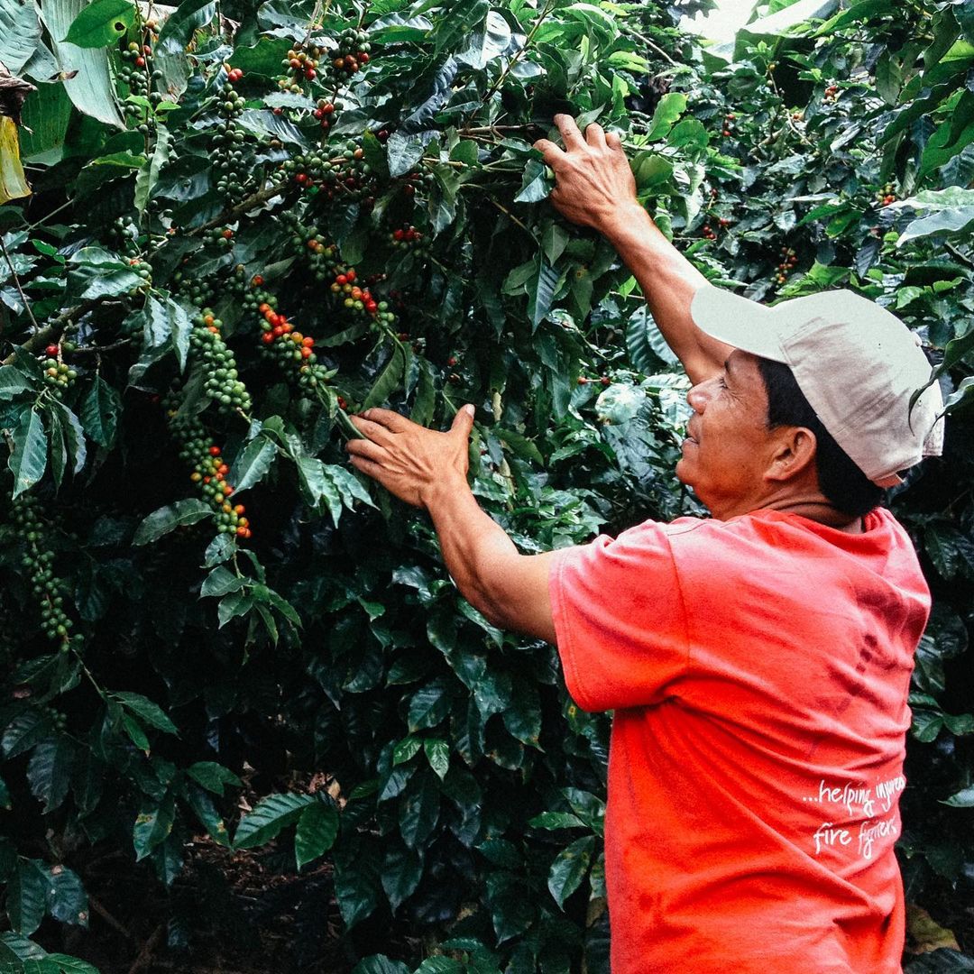 Chef plating a fried chicken sandwich
