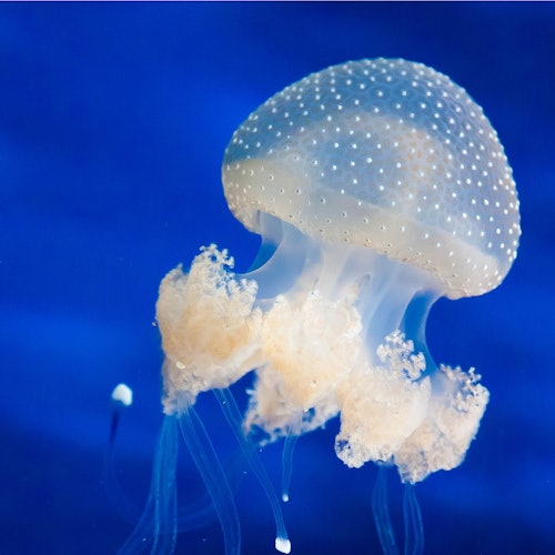 Una medusa translucida con una campana maculata e tentacoli frastagliati, impostata su uno sfondo blu intenso.